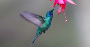 google hummingbird